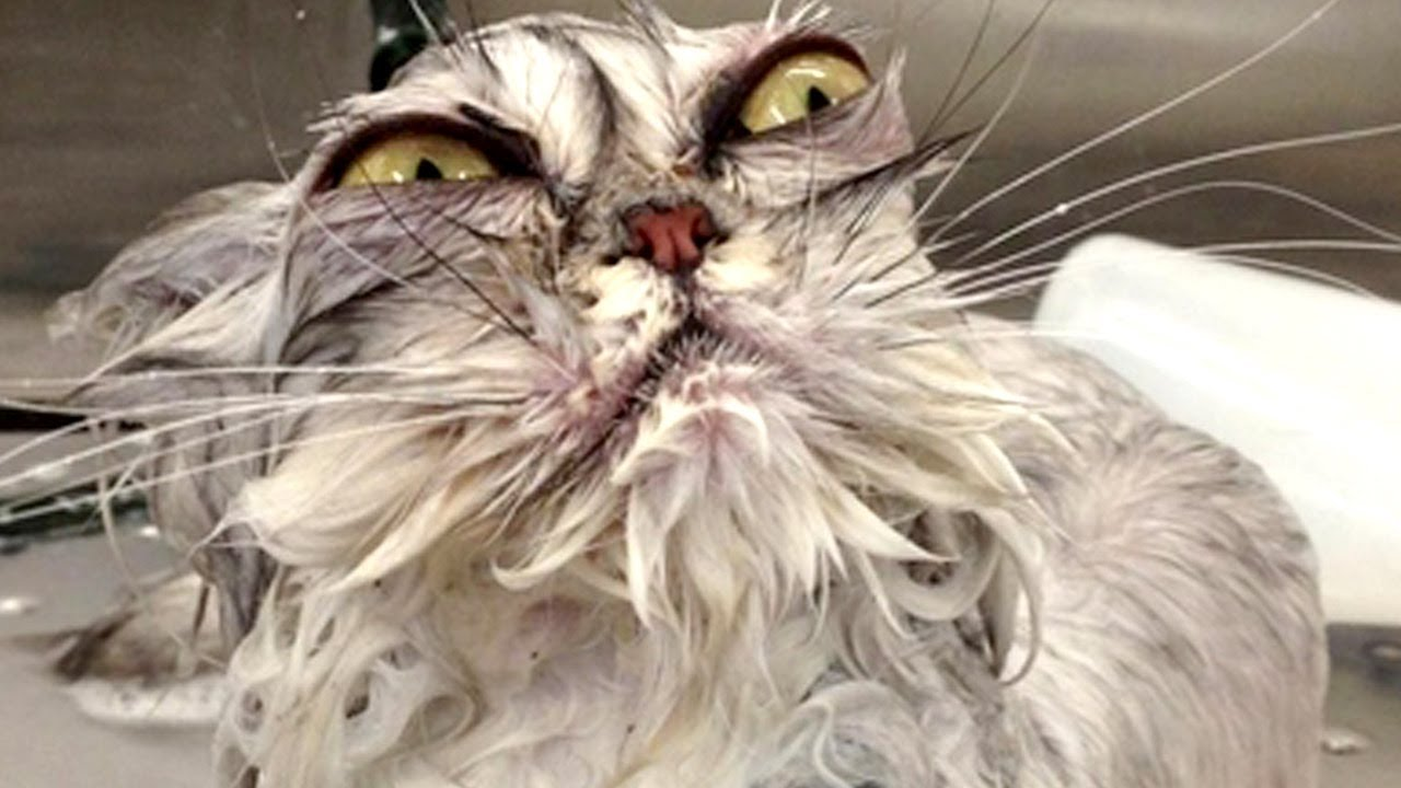 Cat image